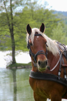 Vente de cheval : IVOIRE DE LA COMBE